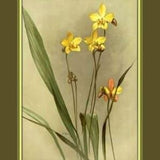 Yellow Orchid Floral Art Print with Grass Green Border, Sanders Orchid Guide, ca. 1927, Wall Art, Botanical Art Print, Fine Art Giclee Print