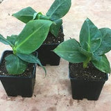 4 Dwarf Cavendish Banana  Live Plants