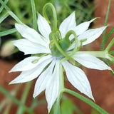 White Nigella Seeds Canada, Love In A Mist, Unique Dainty Annual Flower