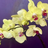 Gold Standard Orchid Mix / Phaelenopsis Soil / Orchid Potting Mix