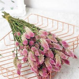 50 seeds Celosia (Celosia Spicata Flamingo)