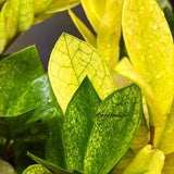 Zz Chameleon (NEW and RARE) 2 Leaves cutting