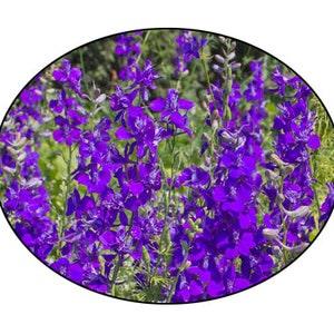 Rocket Larkspur Flower Seeds - Delphinium - Bee Flower - Pollinator Flower, flower seed