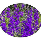 Rocket Larkspur Flower Seeds - Delphinium - Bee Flower - Pollinator Flower, flower seed