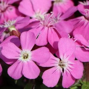 Rock Soapwort Perennial Flower Seeds