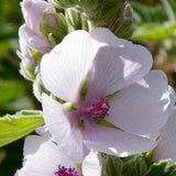 Marshmallow Seeds - Althaea Officinalis - Perennial Herb