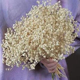 2500+ Dried Babys Breath Flowers Bouquet - Natural White Dry Flowers Bulk