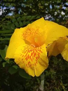Lily Yellow Canna Flower Hawaiian Best BulbsTropical Plants Fresh green foliage