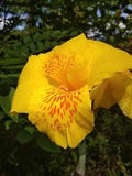 Lily Yellow Canna Flower Hawaiian Best BulbsTropical Plants Fresh green foliage