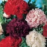 100 Pcs Peony Poppy Double Mix Flower Seeds- Papaver Paeoniflorum-Excellent Annual/ FL788