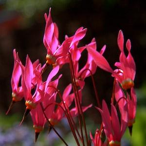 RED SHOOTING STAR Dodecatheon Meadia Perennial, 5 Rare Seeds