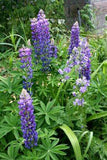 Purple Snapdragon Flowers Picture | Free Photograph Flower Delivery