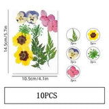 10PCS Real Pressed Dry Flower collection, yellow Flower with leaf stem FSS502