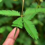 Sensitive Plant Seeds | Mimosa pudica | Touch Me Not | Shy Plant | Tickle Me Plant | Organic, Rare Houseplant