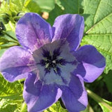 Apple of Peru Shoo fly Flower seeds - (Nicandra Physalodes) New Quality Fresh Seeds- Growing Instructions included