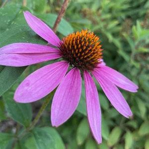 Echinacea Seeds, Purple Coneflower (Echinacea purpurea) - Perennial Flower - Medicinal Plant - Zone 3 - 40+ Seeds