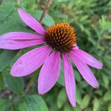 Echinacea Seeds, Purple Coneflower (Echinacea purpurea) - Perennial Flower - Medicinal Plant - Zone 3 - 40+ Seeds