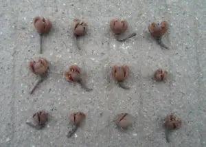 10pcs Dried Cross Plant Fruits Flower For Home Decoration Holiday Candy...
