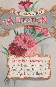 "Affection" Red Carnation Flowers Greeting Postcard