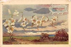 Language of Flowers 1911 Postcard-Lilies Forming their Meaning of Peace in Sky