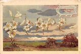 Language of Flowers 1911 Postcard-Lilies Forming their Meaning of Peace in Sky