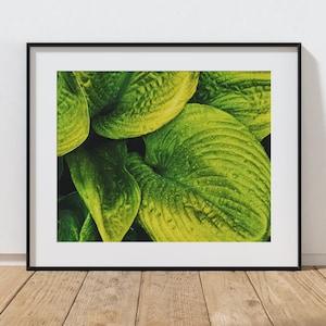 After The Rain Professional Photography Art Print, Green Leaf Print, Original Macro Photography