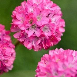 20 seeds Cute Armeria (Armeria Maritima Splendens) perennial