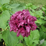 Purple Peony Poppy - Double Bloom - Papaver somniferum - Large Flower