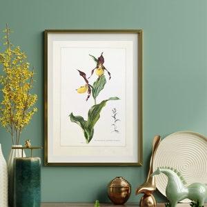Lady's slipper historical print from 1959 vintage poster original orchid botanical illustration