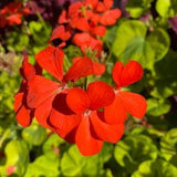 10 + Seeds Scarlet Geraniums Organic