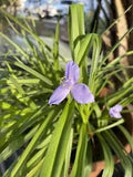 Live Spiderwort Perennial Day Lily Widows Tears Bluejacket  5 Plants