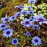 Daisy, The Blues Blue - 100 Seeds - Heirloom Flower - Striking Blue Blooms