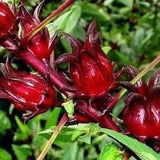 Roselle Hibiscus - Hibiscus Sabdariffa - Rare 'Plant' Seeds - Florida cranberry, Red-Green, Red sorrel, African Mallow, Florida Cranberry