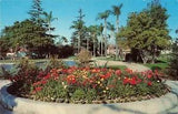 Postcard Bed of Ranunculus Flowers In Anaheim City Park California