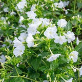 White Four O Clock Flower Seeds - Open-Pollinated for Seed Saving - Non-Hybrid & Non-GMO - Heirloom Canada Flower Seeds