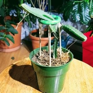 PL-12 "Red Rooted Dragon Fruit Plant In nice Plastic Pot"