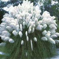 100 Ornamental White Pampas Grass Seeds - Etsy Flower Delivery