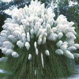 100 Ornamental White Pampas Grass Seeds - Etsy Flower Delivery