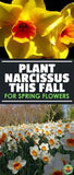 Narcissus Flowers: Daffodils and Jonquils To Brighten The Garden Flower Delivery