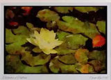 Wild Flowers Plants 013123 White Water Lily On Pads Limited Edition Watercolour