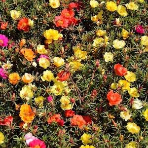 DOUBLE PORTULACA Moss Rose Mix Drought Tolerant! Dry Soil 30 Seeds
