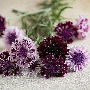 50+ seeds / Classic Magic Centaurea Seeds / Bachelor's Button Flower Seeds / Cornflower Seeds / Purple Flower Seeds / (#45)