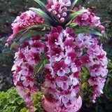 No737 Hyper Plants Rosee Paniculat 15 Seeds Seeds