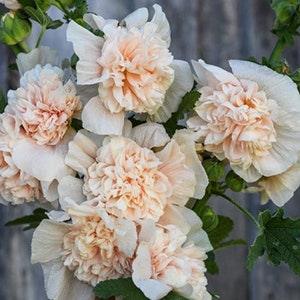 Hollyhock Majorette Double Champagne SEED