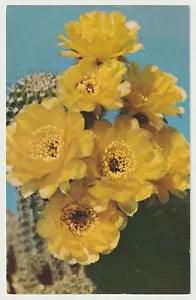 GOLDEN LILY CACTUS LOBIVIA AUREA Vintage Postcard Unposted