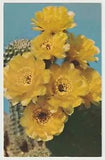 GOLDEN LILY CACTUS LOBIVIA AUREA Vintage Postcard Unposted