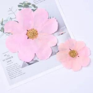 5PCS real Pressed Large Size Garden Cosmos Flower, dry flower FCD60
