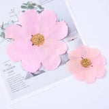 5PCS real Pressed Large Size Garden Cosmos Flower, dry flower FCD60