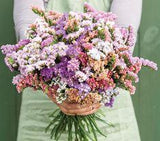 40 Statice Pastel mix seeds Flower Delivery