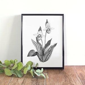 Pink & White Lady Slipper Botanical Illustration, Botanical Wall Art, Black and White Orchid Printable, Minnesota State Flower
